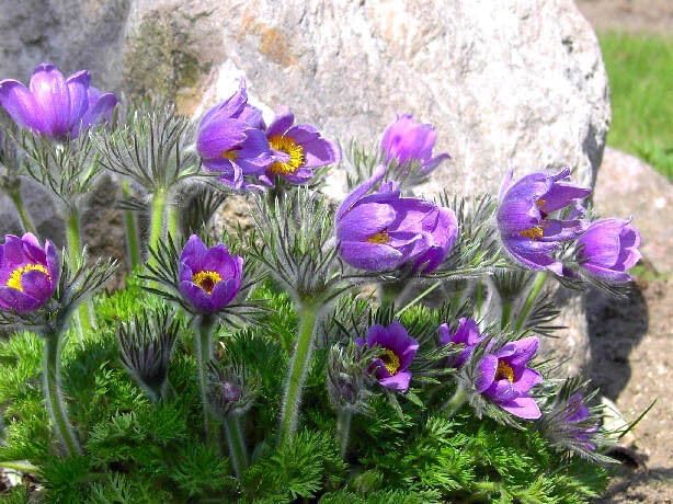 Pasque flower Purple - 50 seeds (Pulsatilla vulgaris)