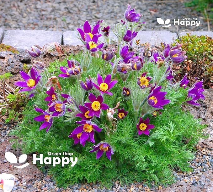 Pasque flower Purple - 50 seeds (Pulsatilla vulgaris)