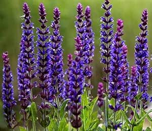Woodland sage - 200 seeds (Salvia nemorosa)