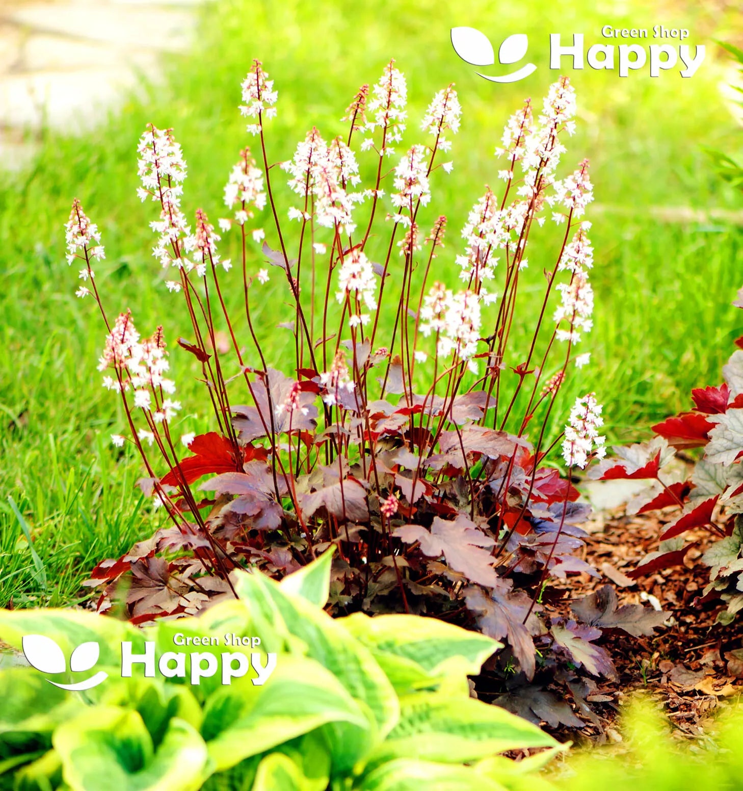 Coral Bells `Palace purple` - 1000 seeds (Heuchera micrantha)