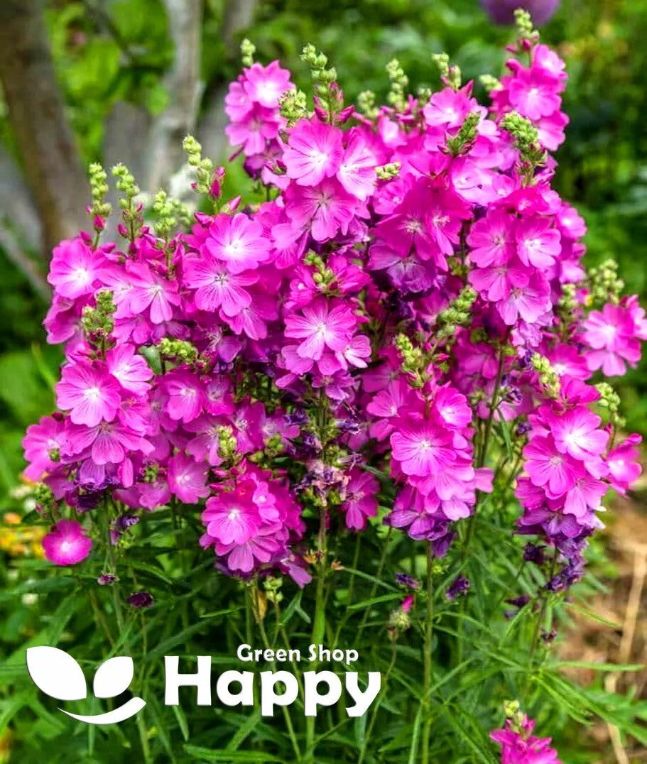 False Mallow Hybrids- 30 seeds (Sidalcea malviflora)
