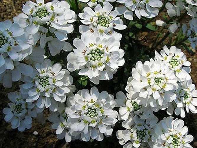 Candytuft Snowflake - 120 seeds (Iberis Sempervirens)