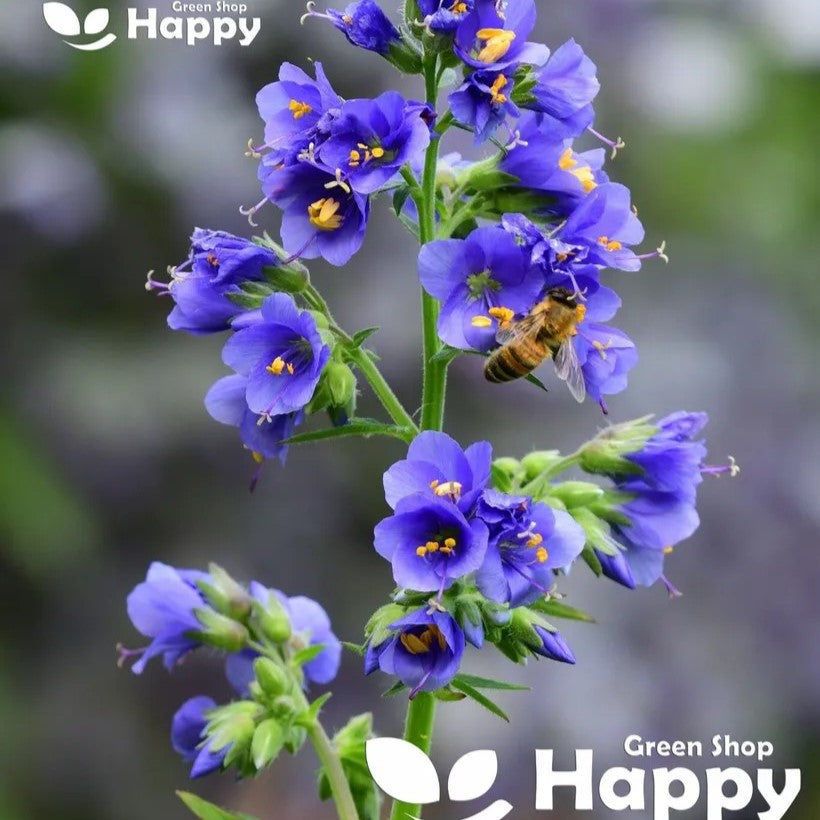 Jacobs Ladder - 300 seeds (Polemonium Caeruleum)