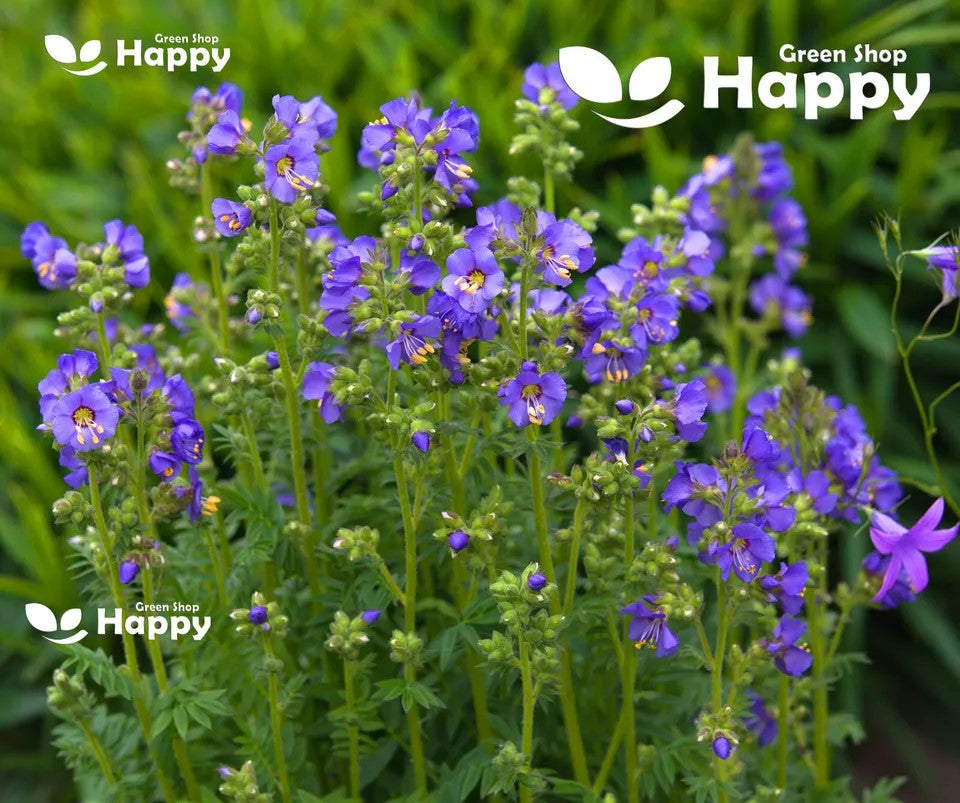 Jacobs Ladder - 300 seeds (Polemonium Caeruleum)