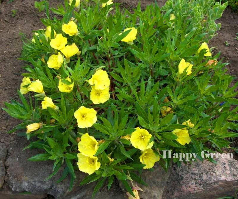 Dwarf Evening Primrose Yellow - 50 seeds (Oenothera missouriensis)