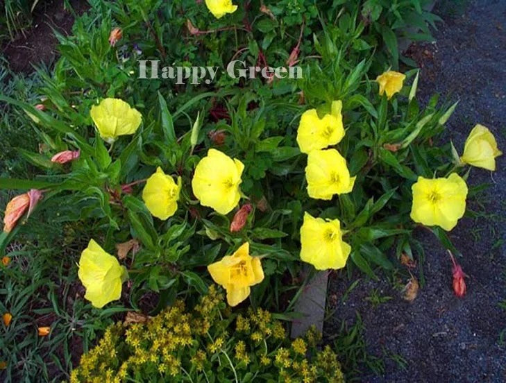 Dwarf Evening Primrose Yellow - 50 seeds (Oenothera missouriensis)