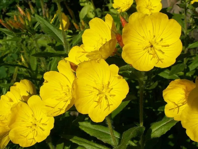 Dwarf Evening Primrose Yellow - 50 seeds (Oenothera missouriensis)