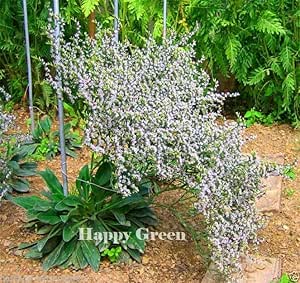 German Statice - 100 seeds (Limonium tataricum)