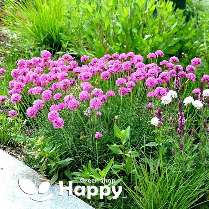 Dwarf Sea thrift pink - 120 seeds (Armeria Maritima)
