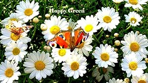 Ox-eye daisy 'White Breeze' - 400 seeds (Chrysanthemum leucanthemum)