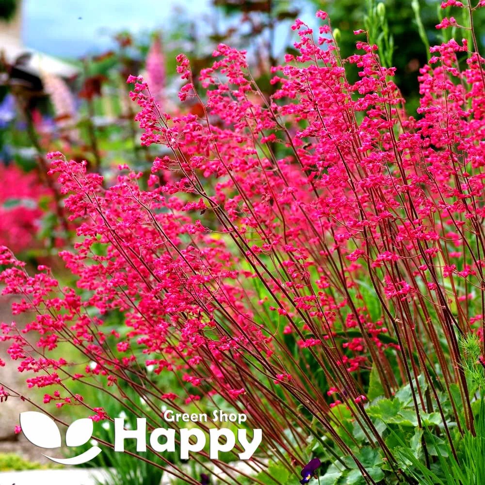 Red Coral Bells - 3300 seeds (Heuchera sanguinea)