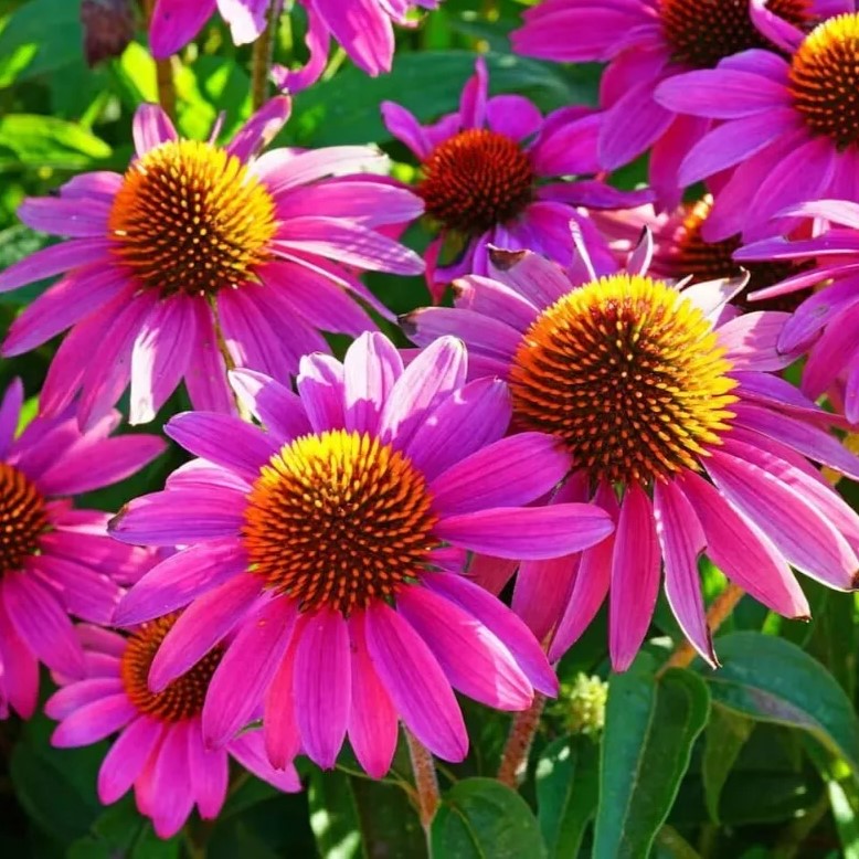Coneflower purple 'Ruby Star' - 230 seeds (Echinacea Purpurea)