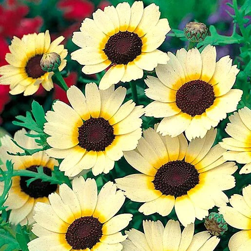 Corn Marigold Eastern Star - 300 seeds (Chrysanthemum segetum)