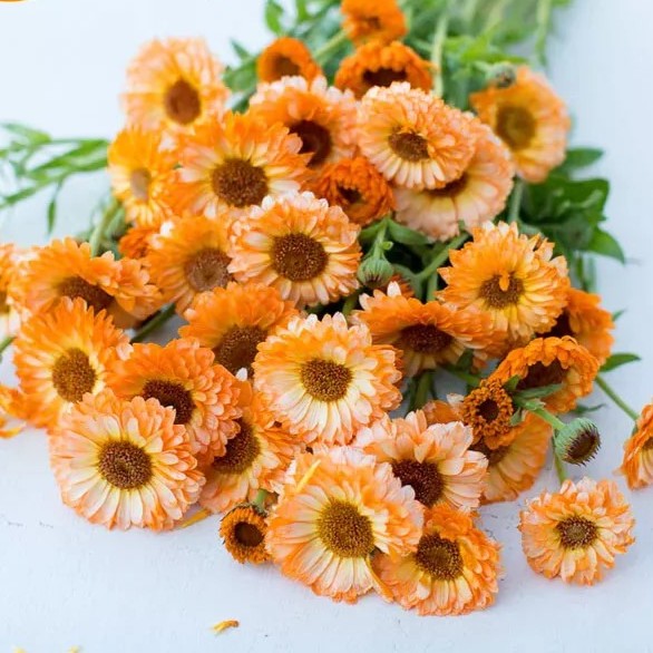 Pot Marigold Double Pink Surprise - 150 seeds (Calendula officinalis)