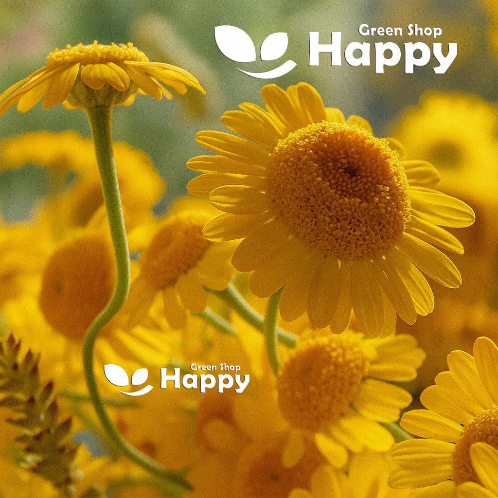 Marguerite Yellow Daisy - 1000 Seeds (Anthemis tinctoria)