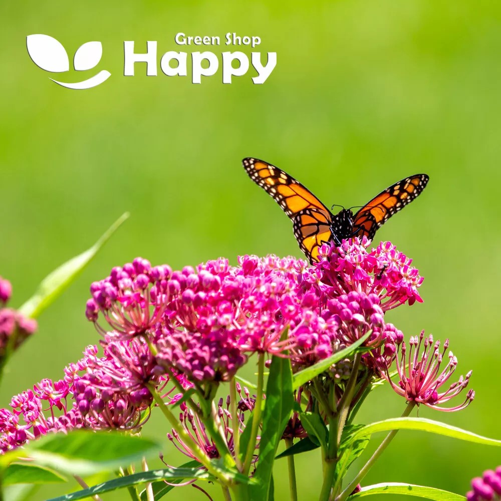 Swamp Milkweed Carmine - 45 seeds (Asclepias tuberosa)