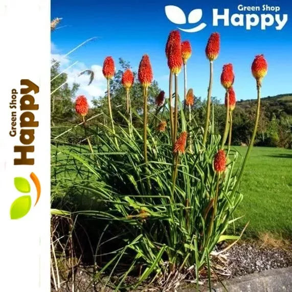 Red Hot Poker Torch Lily - 250 seeds (Kniphofia uvaria)
