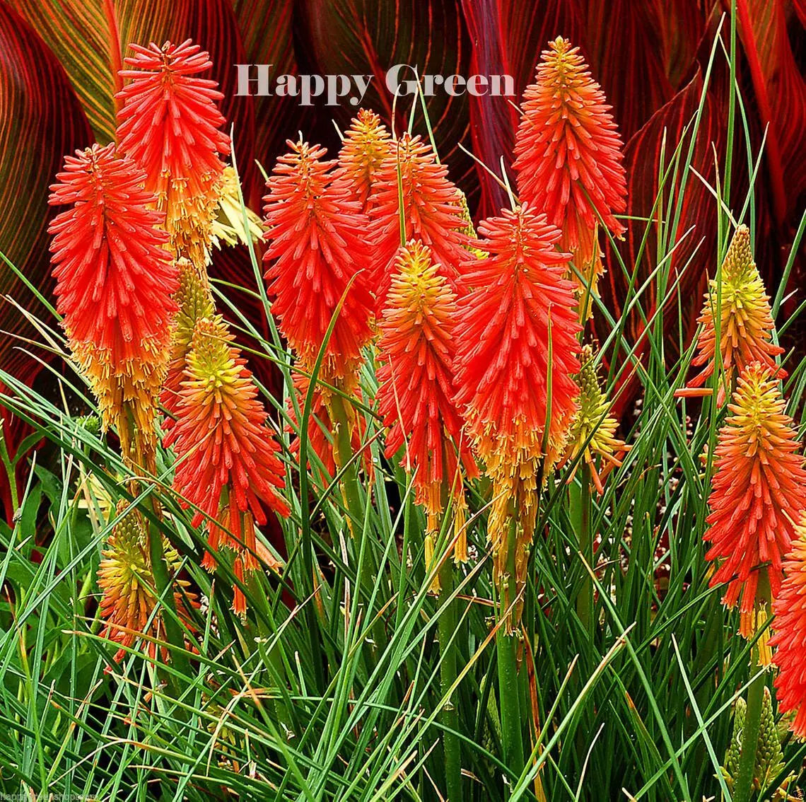 Red Hot Poker Torch Lily - 250 seeds (Kniphofia uvaria)