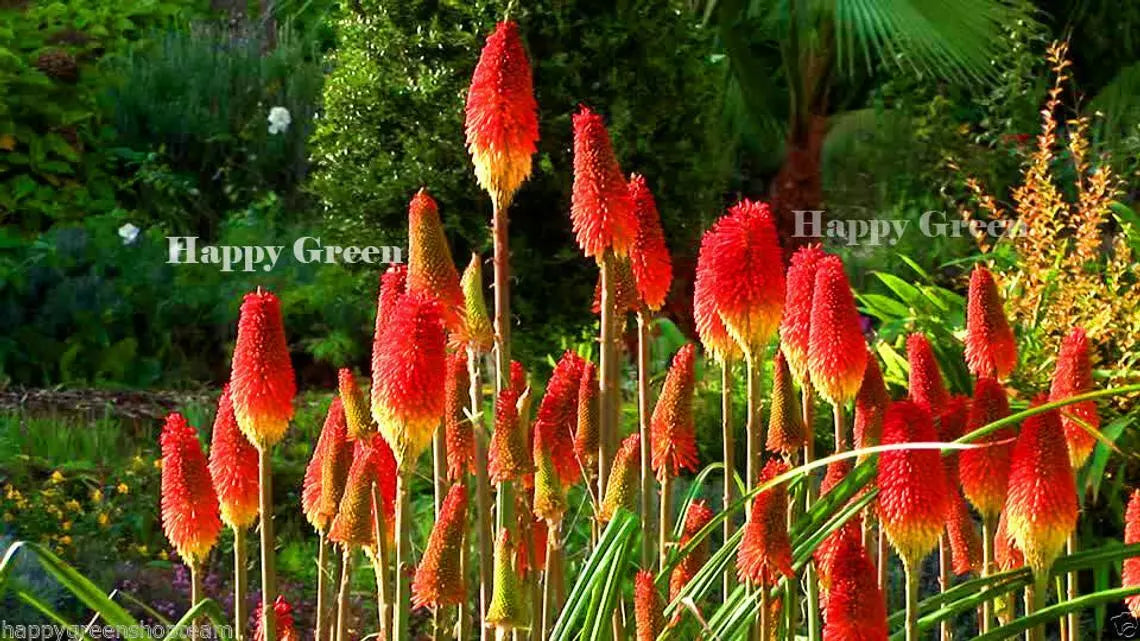 Red Hot Poker Torch Lily - 250 seeds (Kniphofia uvaria)