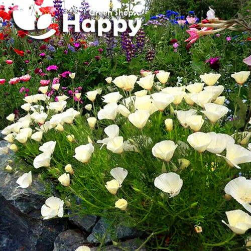 California poppy white - 1000 seeds (Eschscholzia californica)