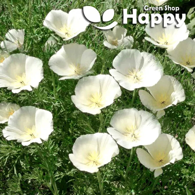 California poppy white - 1000 seeds (Eschscholzia californica)