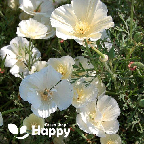California poppy white - 1000 seeds (Eschscholzia californica)