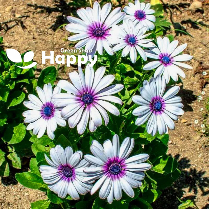 African daisy Polar Star - 150 seeds (Dimorphotheca pluvialis)