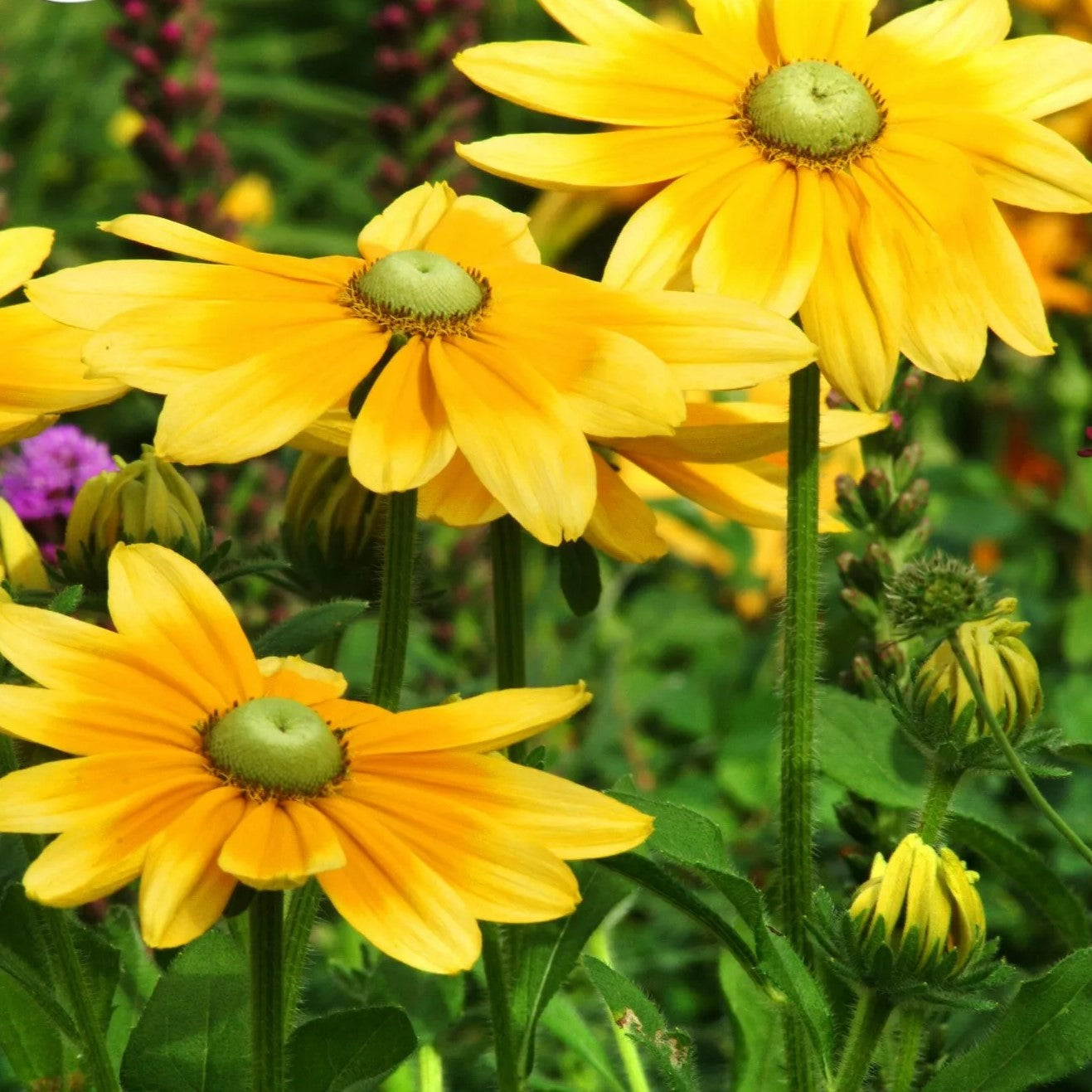 Rudbeckia Green Eyes - 300 seeds (Rudbeckia hirta)