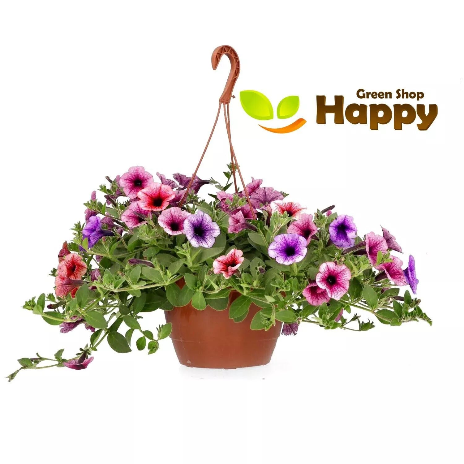 Petunia Veined mix - 200 seeds (Petunia multiflora F2)