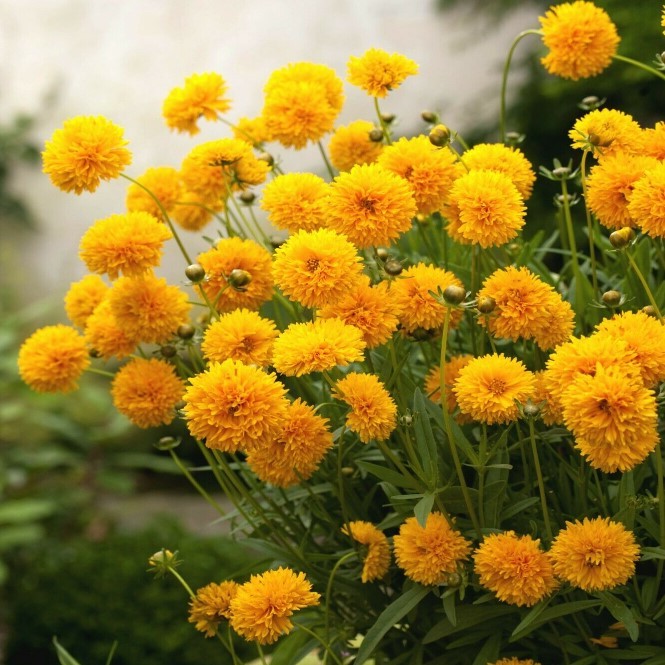Coreopsis `Golden globe` yellow - 70 seeds (Coreopsis grandiflora)