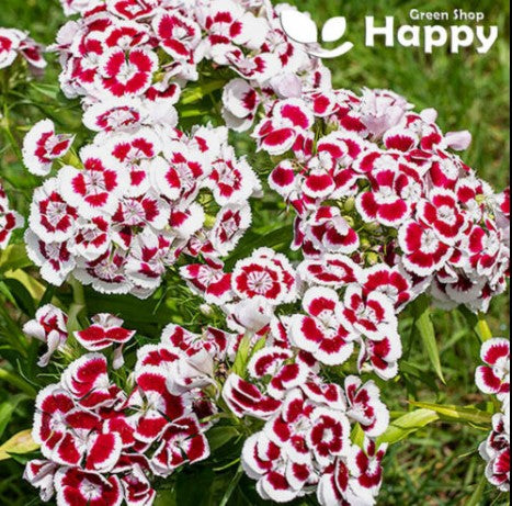 Sweet William `Holborn glory` - 1000 seeds (Dianthus Barbatus)