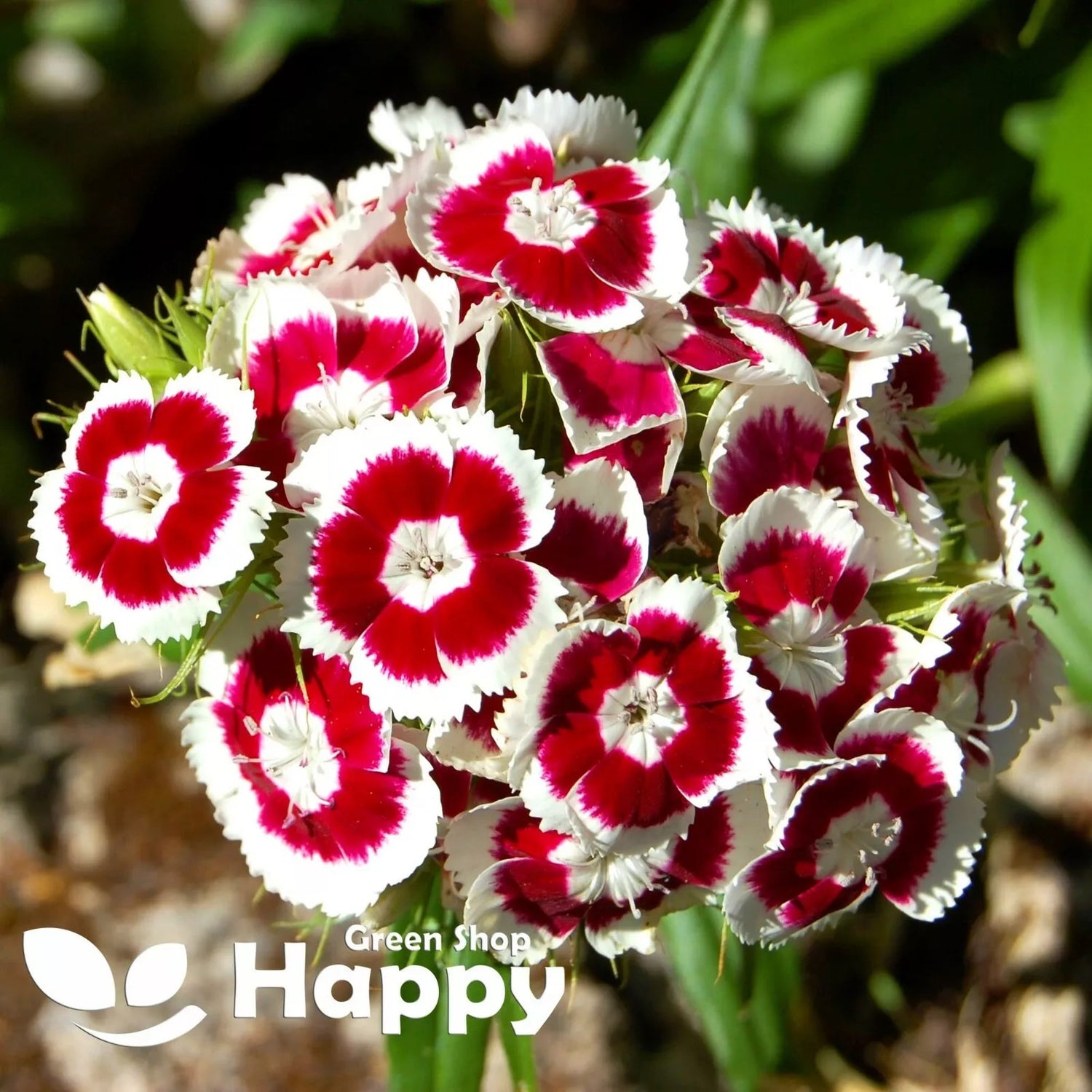 Sweet William `Holborn glory` - 1000 seeds (Dianthus Barbatus)