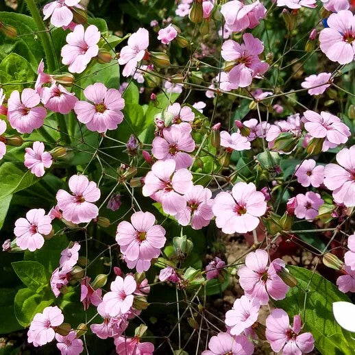 Saponaria `Soapwort Pink Beauty` - 450 seeds (Saponaria vaccaria)