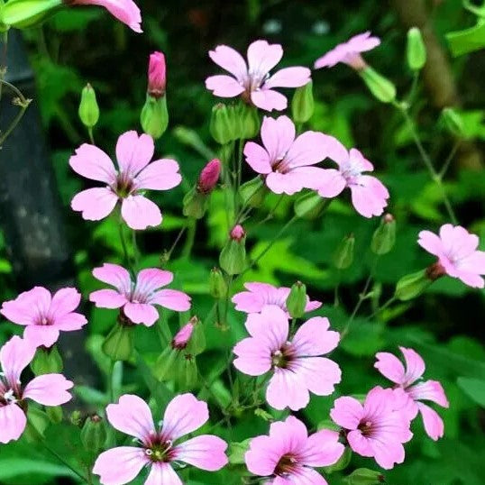 Saponaria `Soapwort Pink Beauty` - 450 seeds (Saponaria vaccaria)