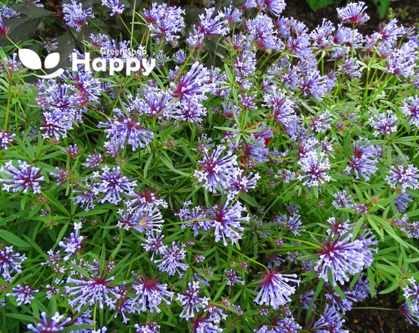 Asperula `Blue Woodruff` - 400 seeds - (Asperula orientalis)