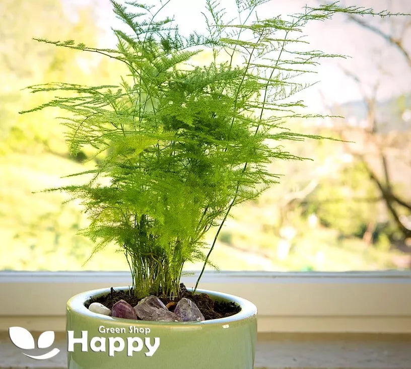 Asparagus fern `Plumosus nanus` - 10 seeds (Asparagus setaceus plumosus nanus)