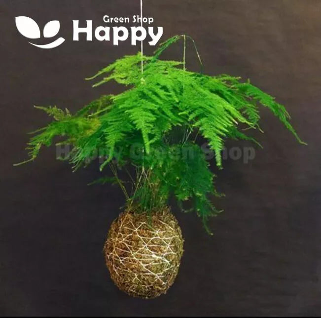 Asparagus fern `Plumosus nanus` - 10 seeds (Asparagus setaceus plumosus nanus)