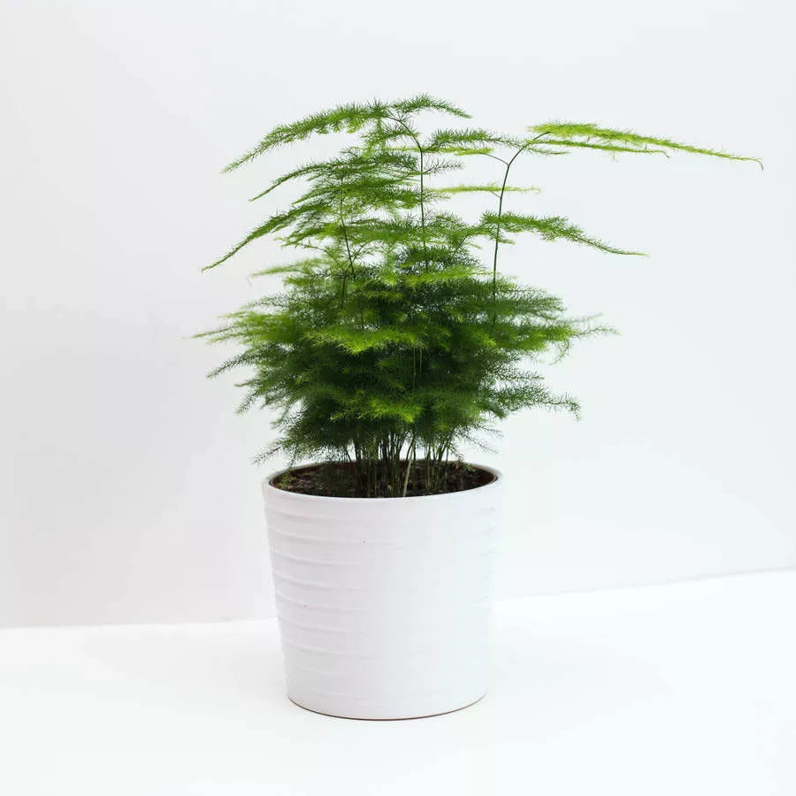Asparagus fern `Plumosus nanus` - 10 seeds (Asparagus setaceus plumosus nanus)