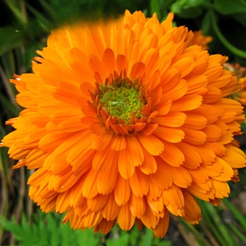 Pot Marigold Dandy - 150 seeds (Calendula officinalis)