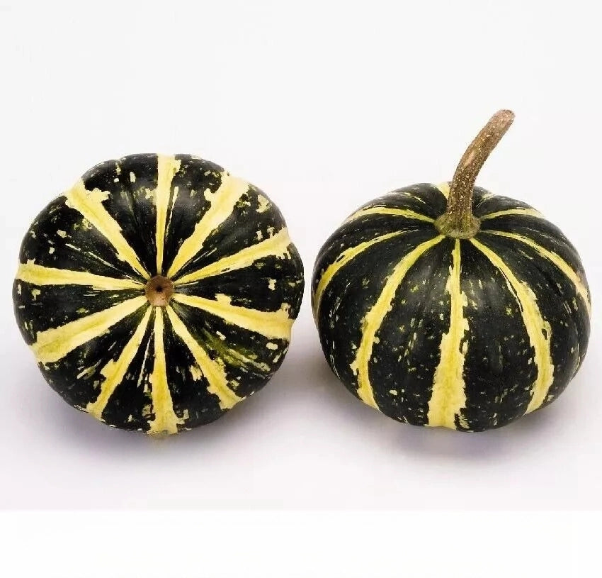 Pumpkin `Gourd Flat Striped` - 15 seeds (Cucurbita pepo)