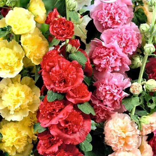 Hollyhock `Summer Carnival`Double mix - 200 Seeds (Althaea rosea)