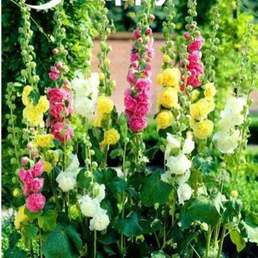 Hollyhock `Summer Carnival`Double mix - 200 Seeds (Althaea rosea)