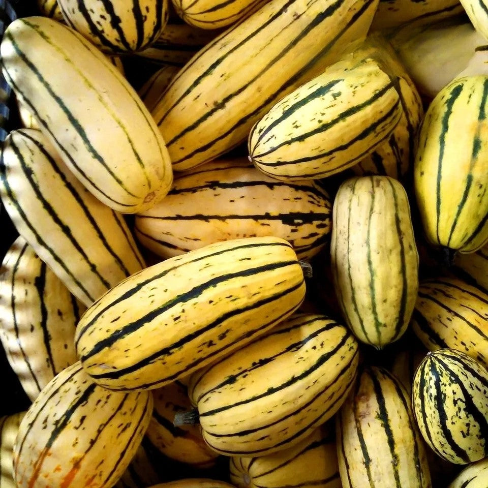 Summer Squash Delicata - 15 seeds (Cucurbita pepo) | Gourd
