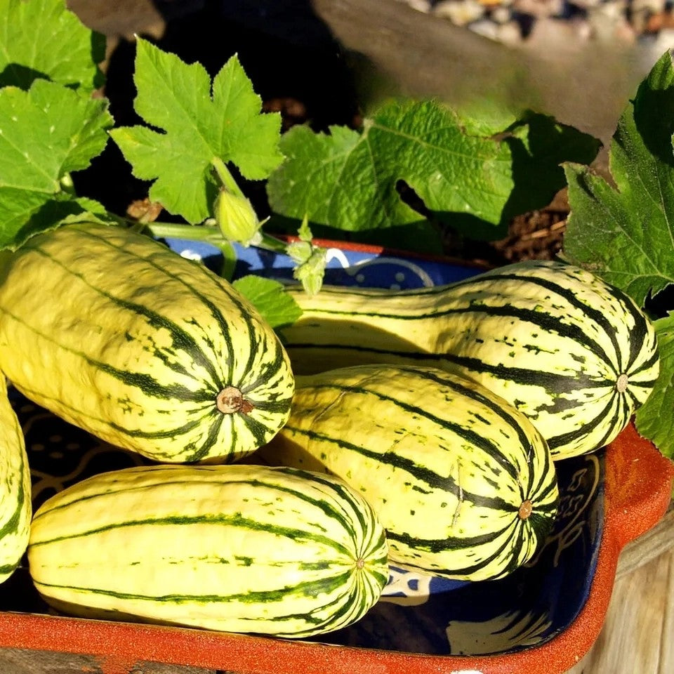 Summer Squash Delicata - 15 seeds (Cucurbita pepo) | Gourd