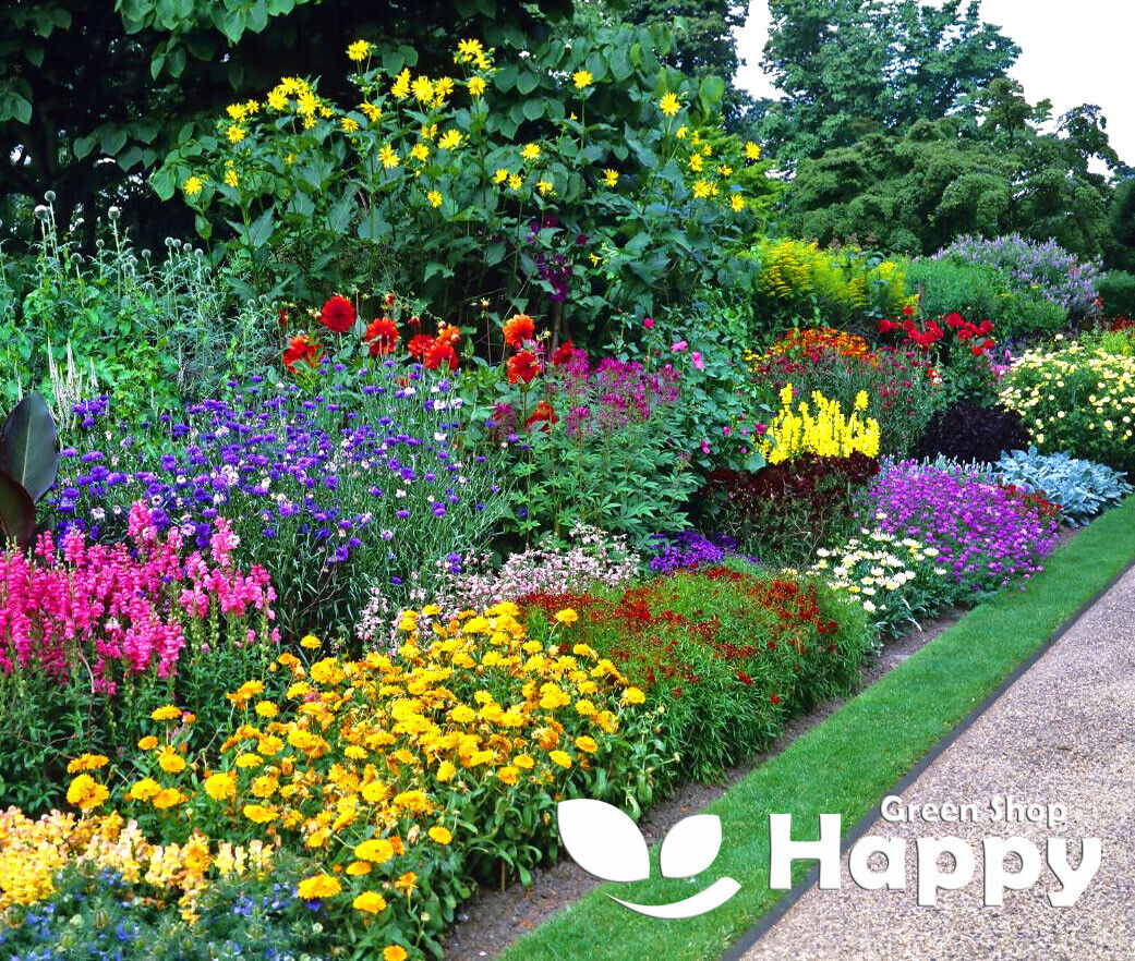 First Year Flowering Perennial Mixture 0.3g seeds