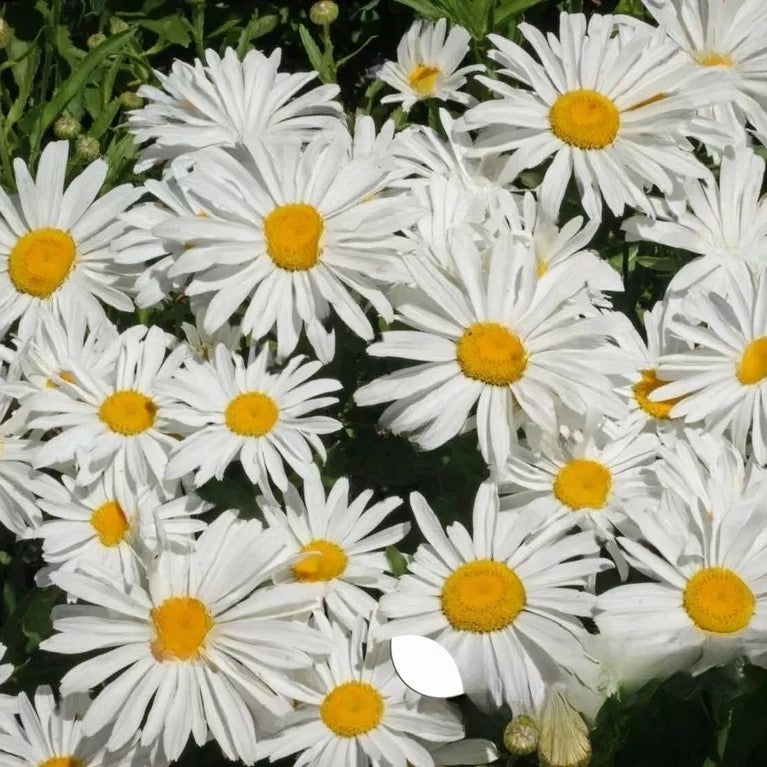 Shasta Daisy `Silver Princess` dwarf white - 500 seeds (Chrysanthemum maximum)