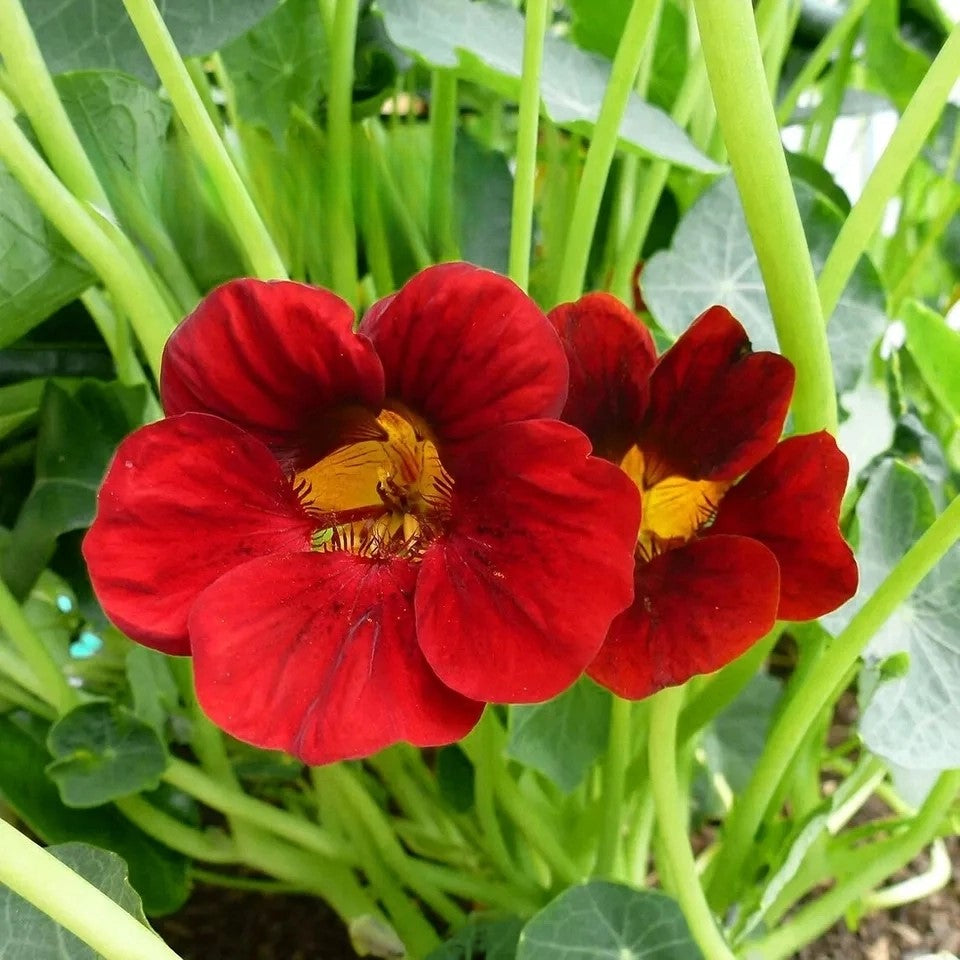 Nasturtium 'Fiery Festival' Double Red - 60 seeds  (Tropaeolum majus)