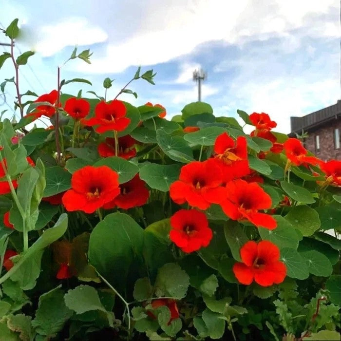 Nasturtium 'Fiery Festival' Double Red - 60 seeds  (Tropaeolum majus)