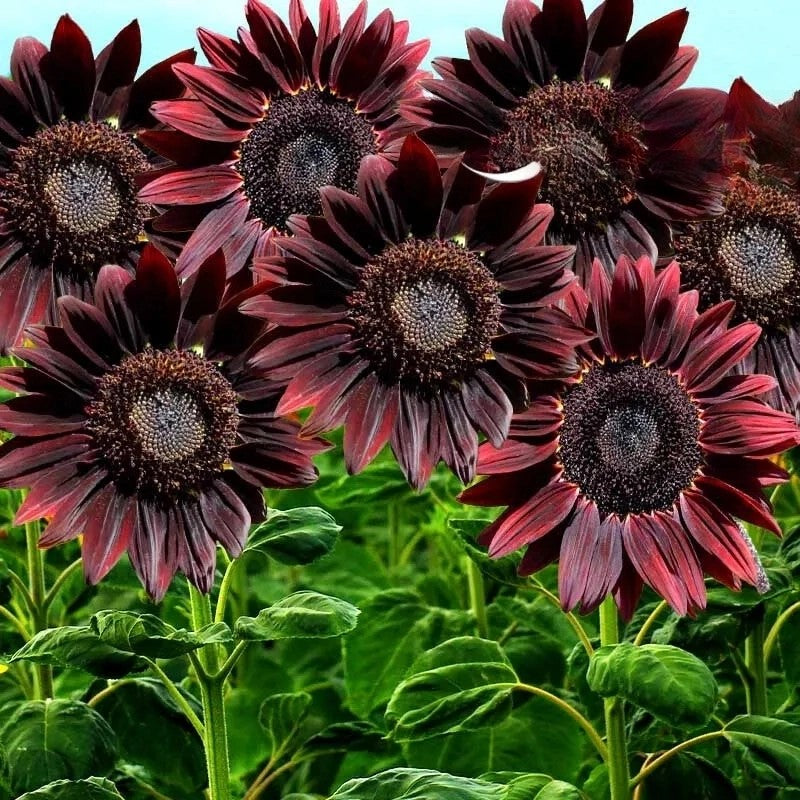 Sunflower `Chocolate` - 40 seeds (Helianthus annuus)