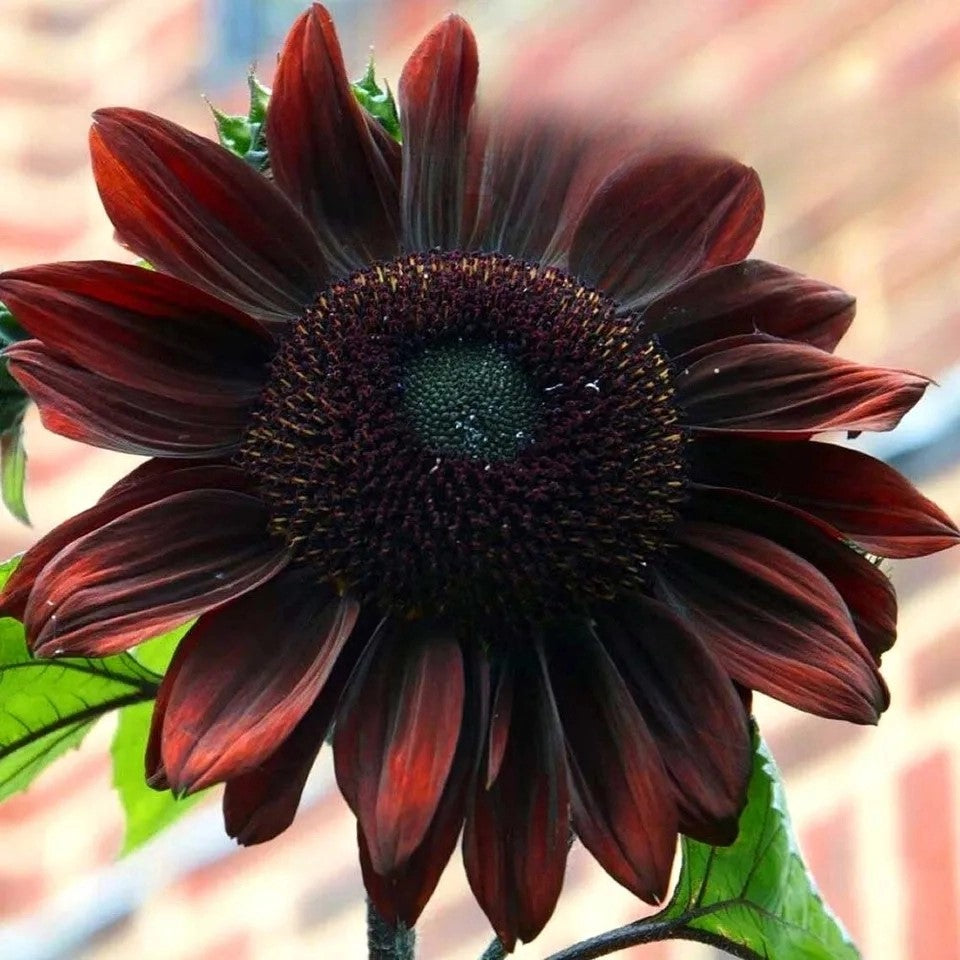 Sunflower `Chocolate` - 40 seeds (Helianthus annuus)